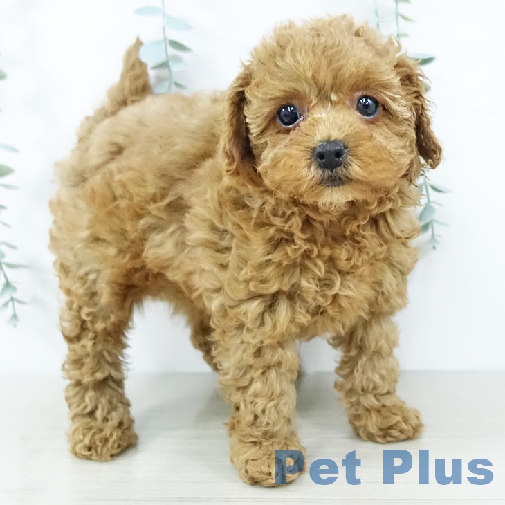 トイ・プードルの写真2