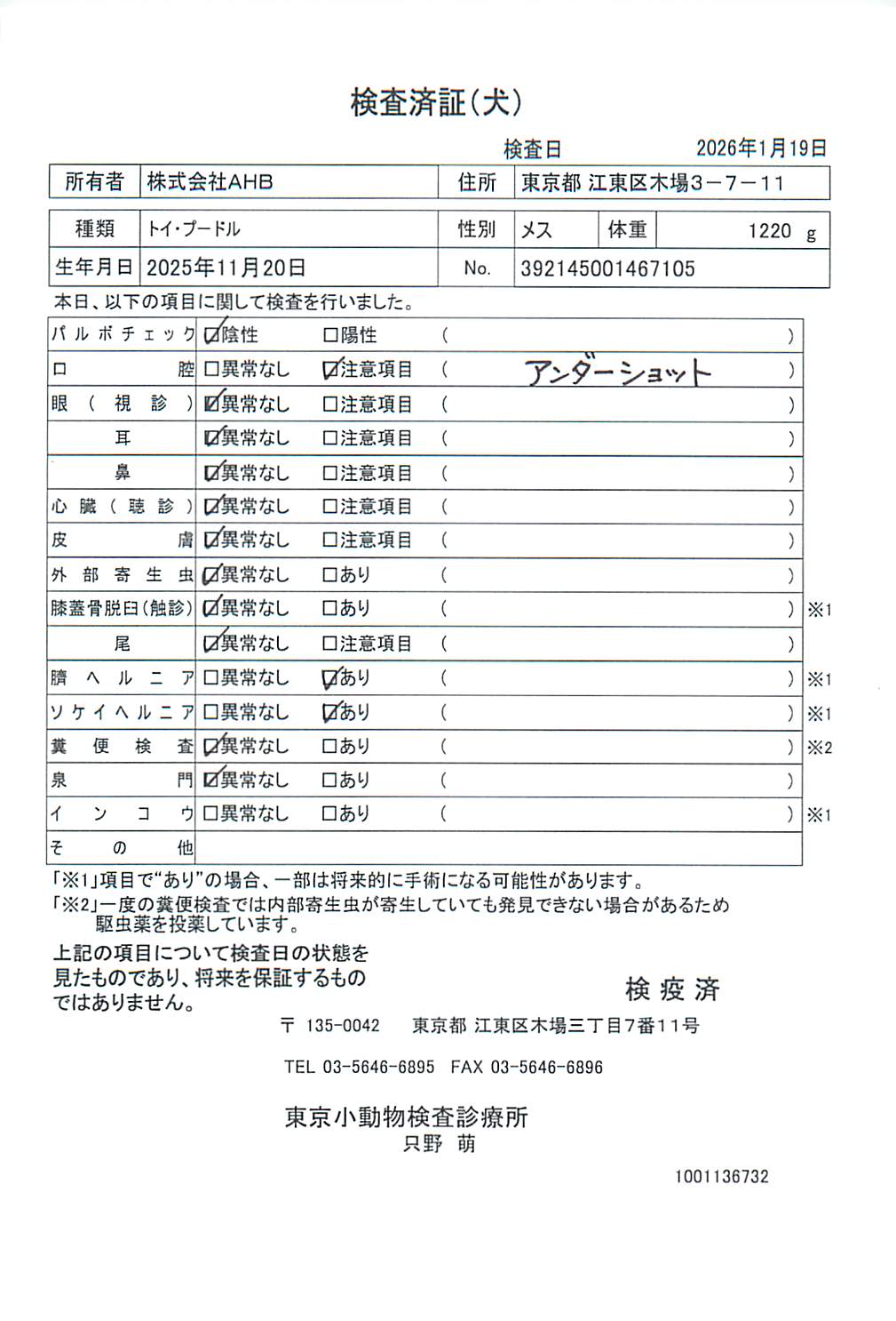トイ・プードル