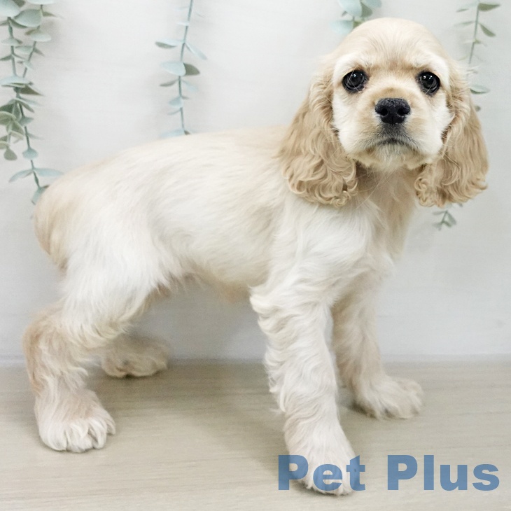 アメリカン・コッカー・スパニエル