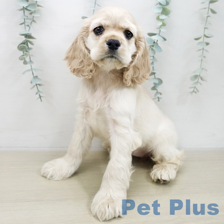 アメリカン・コッカー・スパニエルの写真2