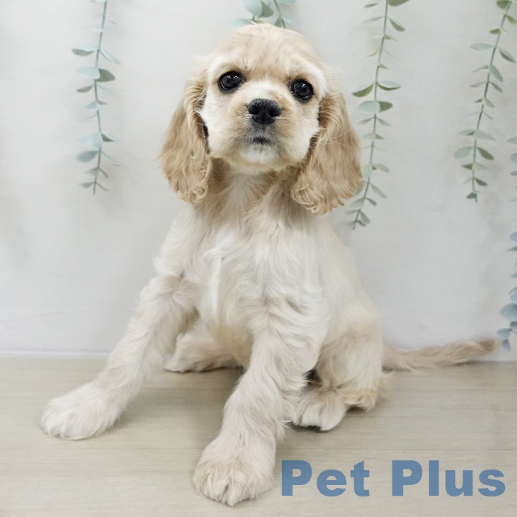 アメリカン・コッカー・スパニエルの写真2