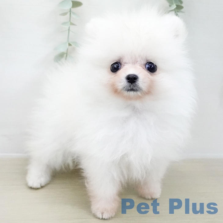 ポメラニアンの写真2