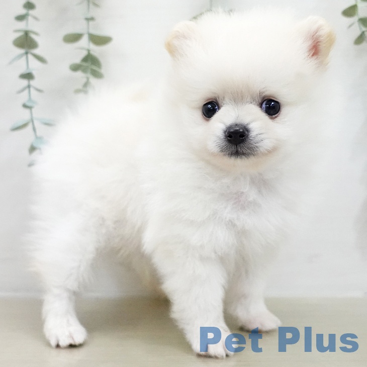 ポメラニアンの写真2