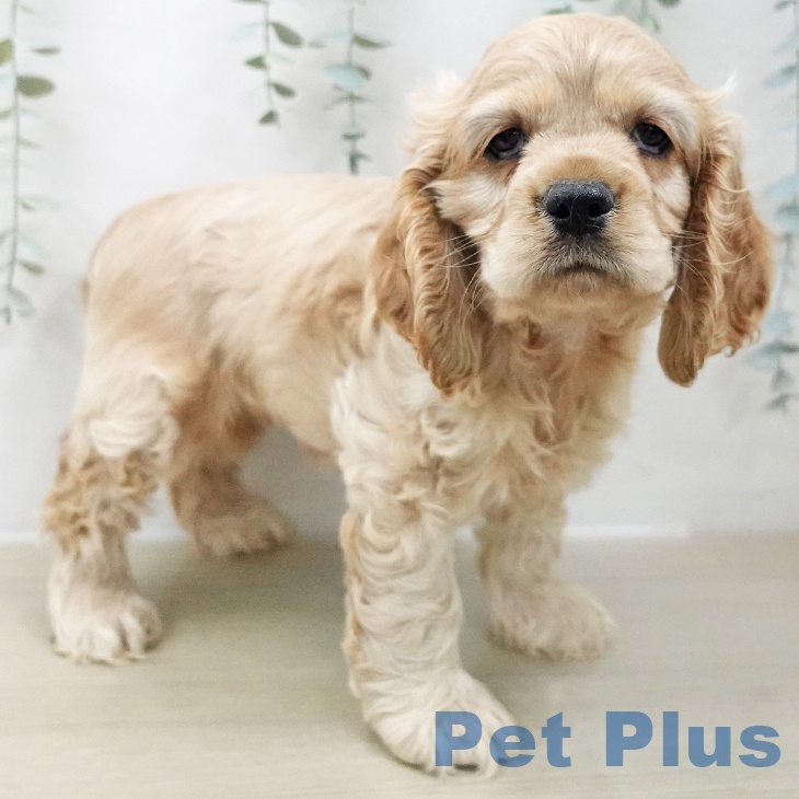 アメリカン・コッカー・スパニエル