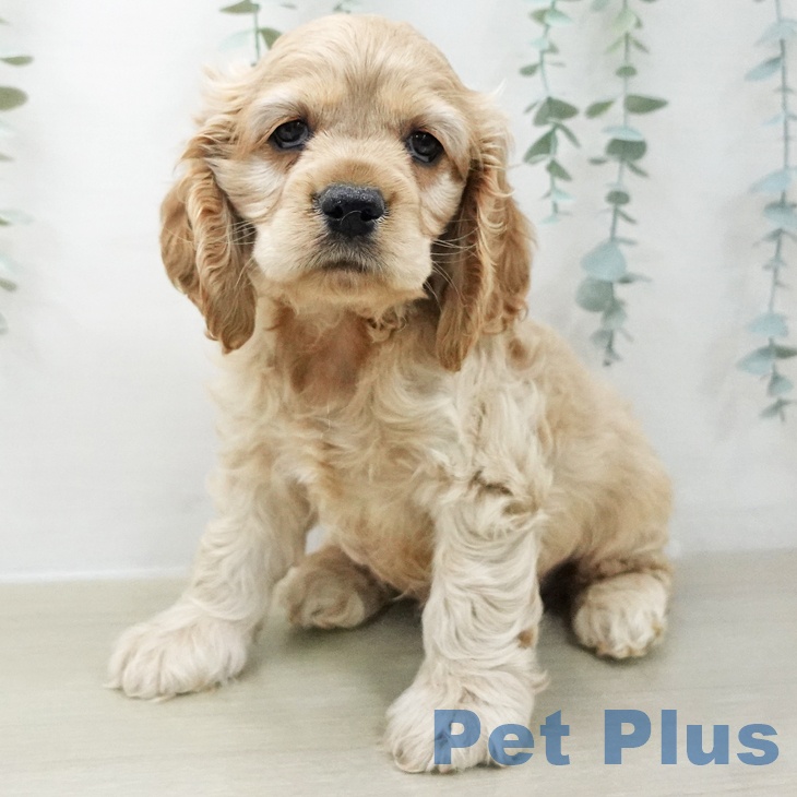 アメリカン・コッカー・スパニエルの写真2