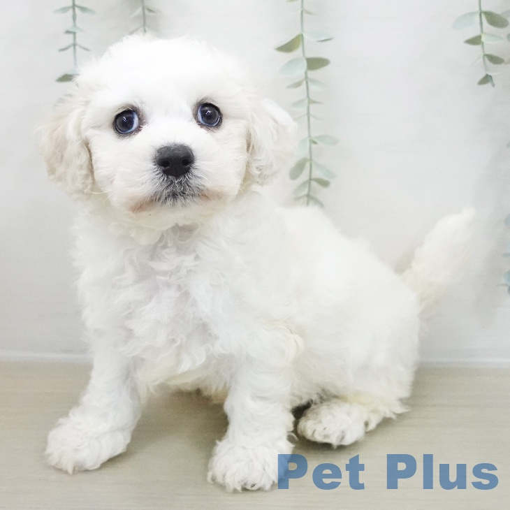 ビション・フリーゼ