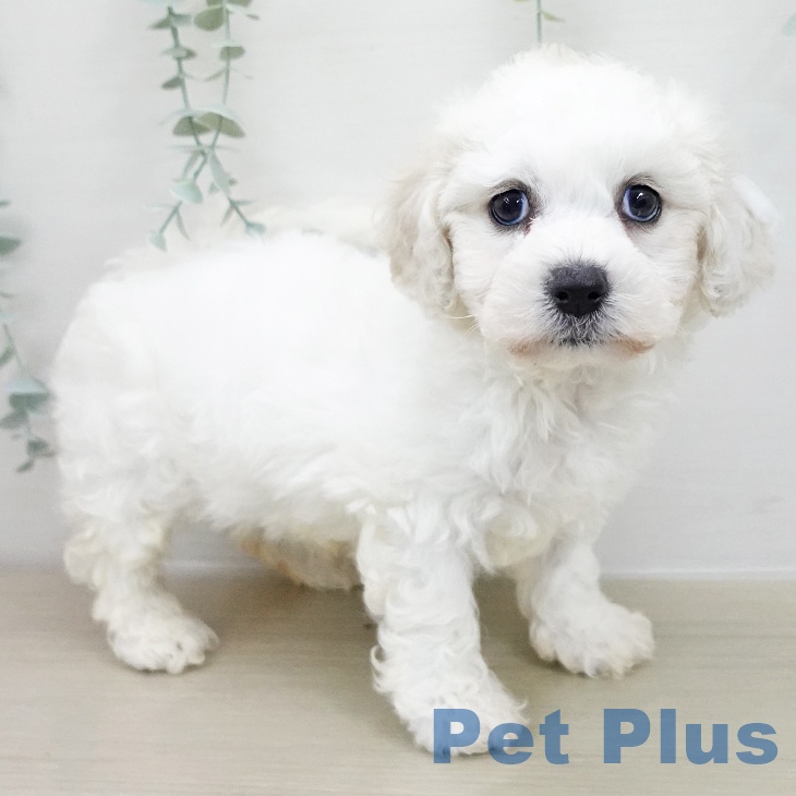 ビション・フリーゼの写真2