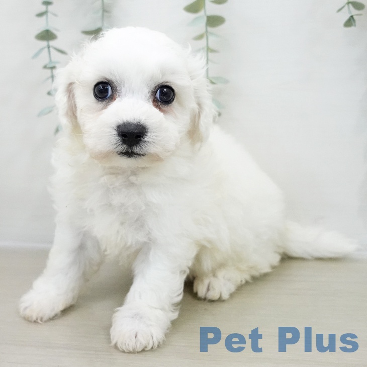 ビション・フリーゼ