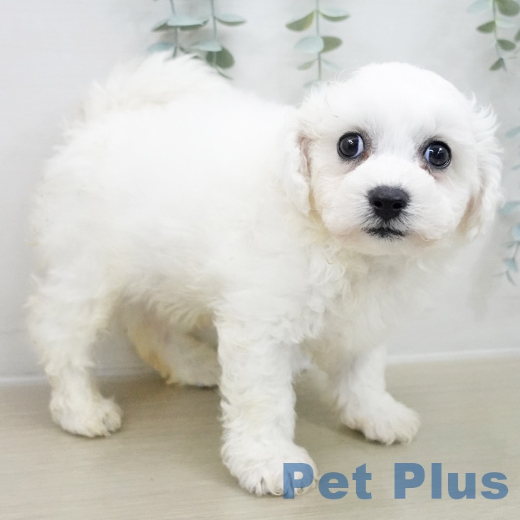 ビション・フリーゼ