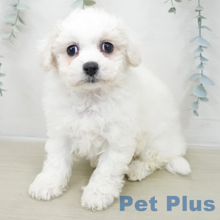 ビション・フリーゼ