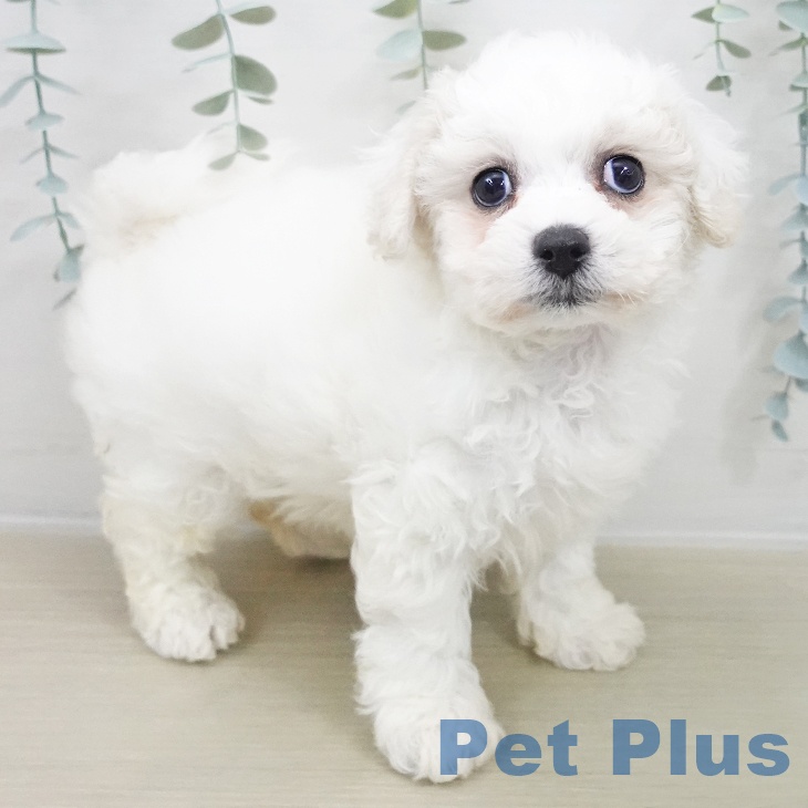 ビション・フリーゼ