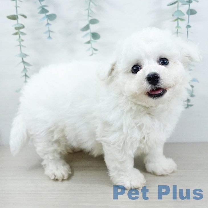 ビション・フリーゼ