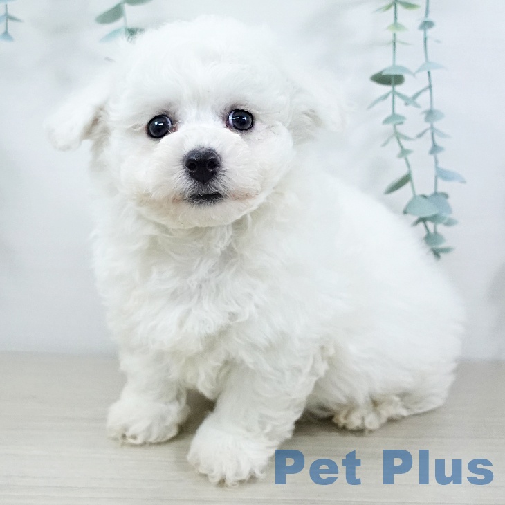 ビション・フリーゼの写真2