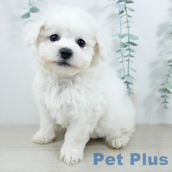 ビション・フリーゼ