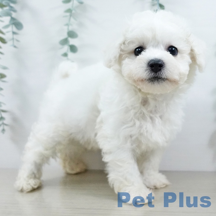 ビション・フリーゼの写真2