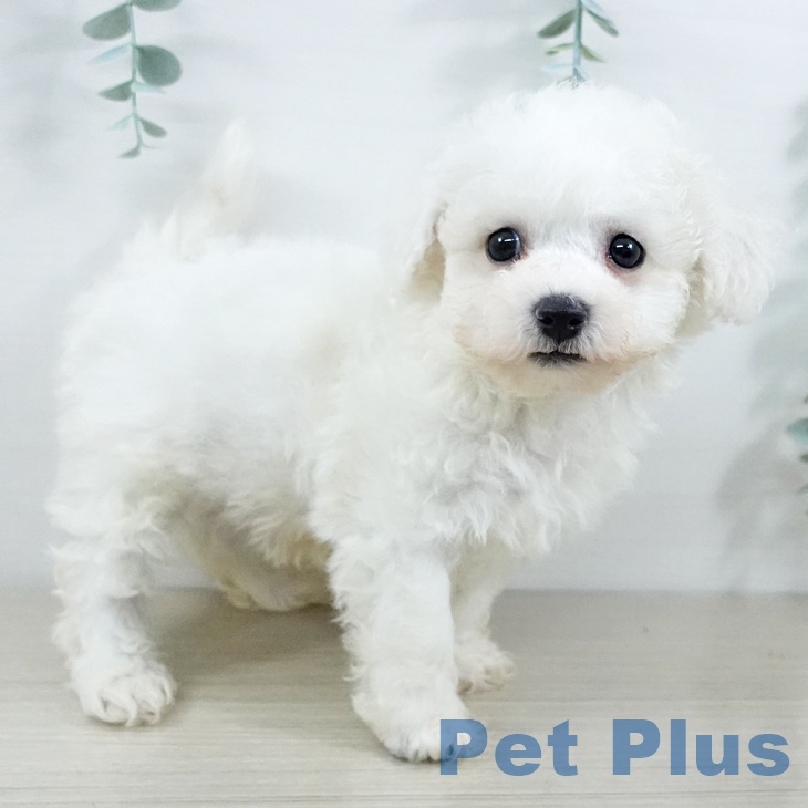 ビション・フリーゼ