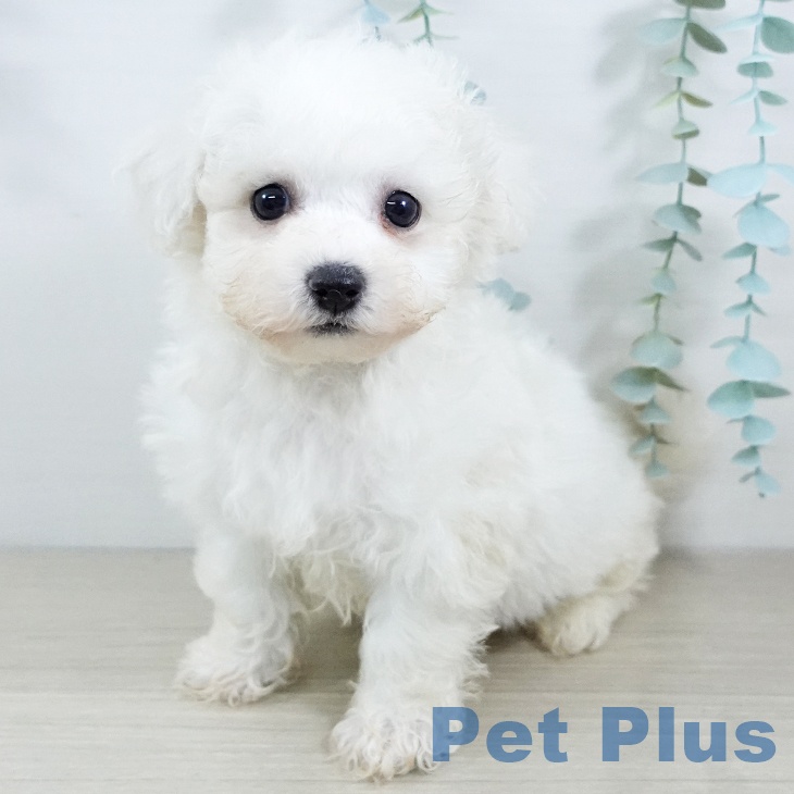 ビション・フリーゼ