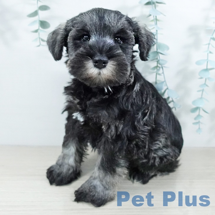 ミニチュア・シュナウザー