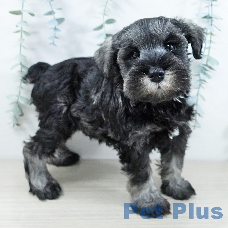 ミニチュア・シュナウザーの写真2