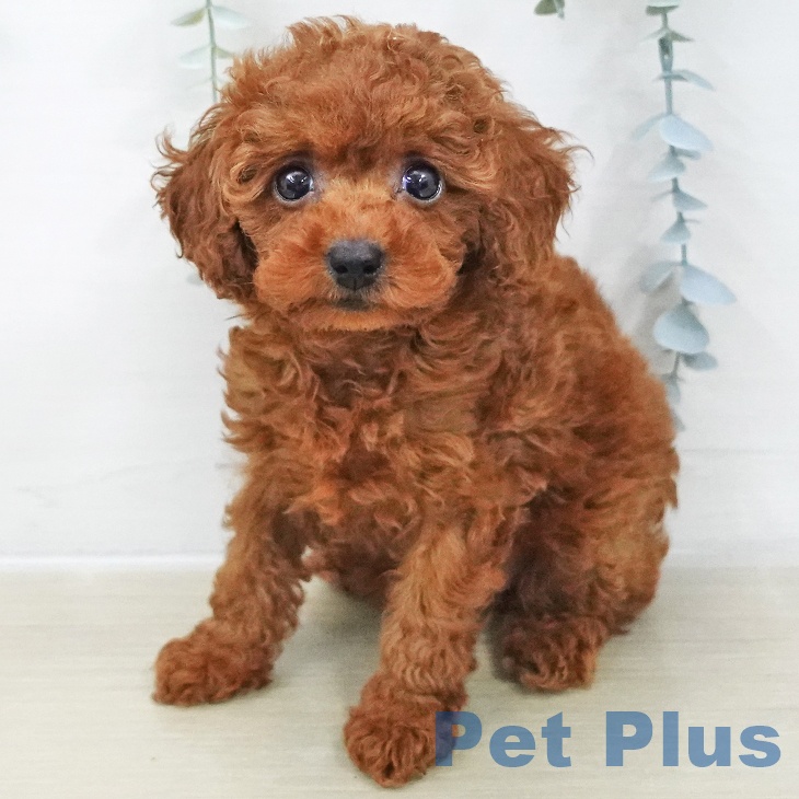 トイ・プードルの写真2