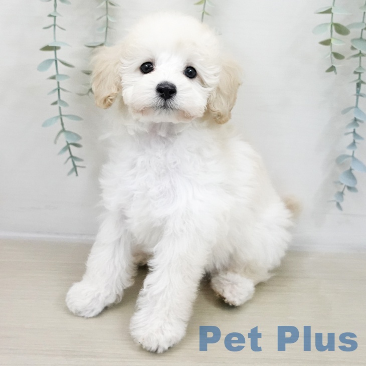 トイ・プードル