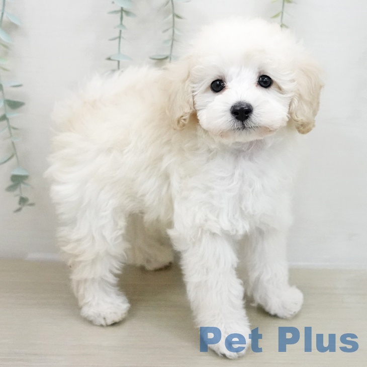 トイ・プードルの写真2