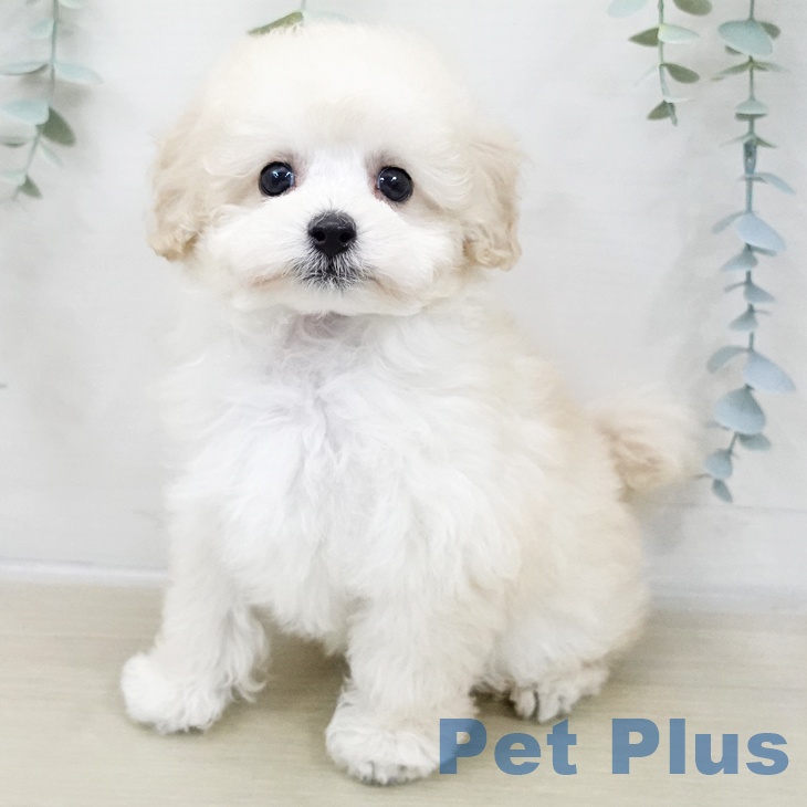 トイ・プードル