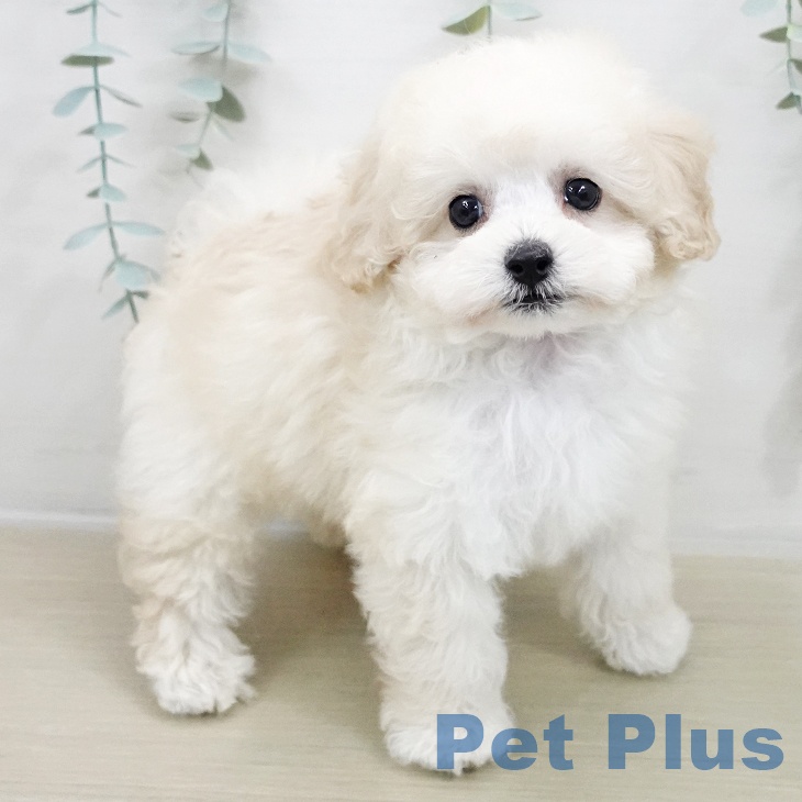 トイ・プードルの写真2