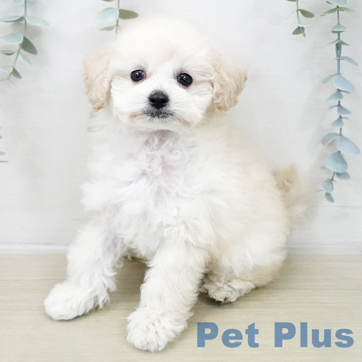 トイ・プードルの写真2