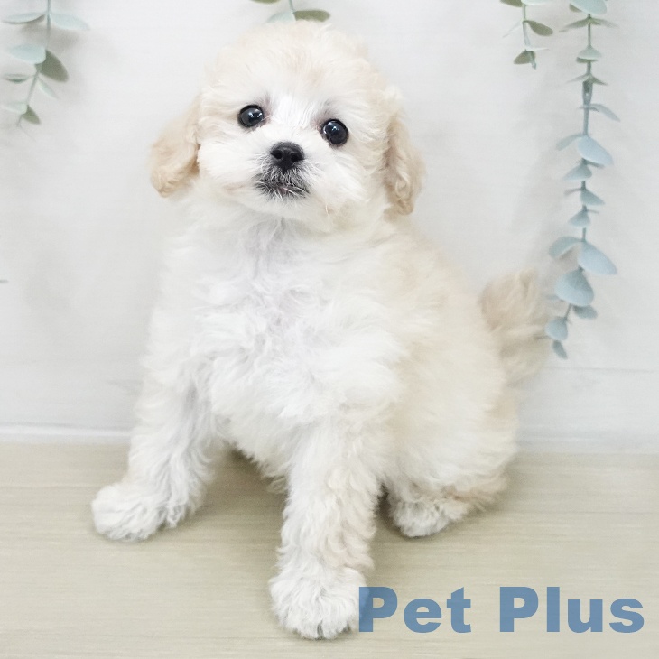 トイ・プードル