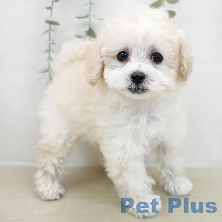 トイ・プードルの写真2