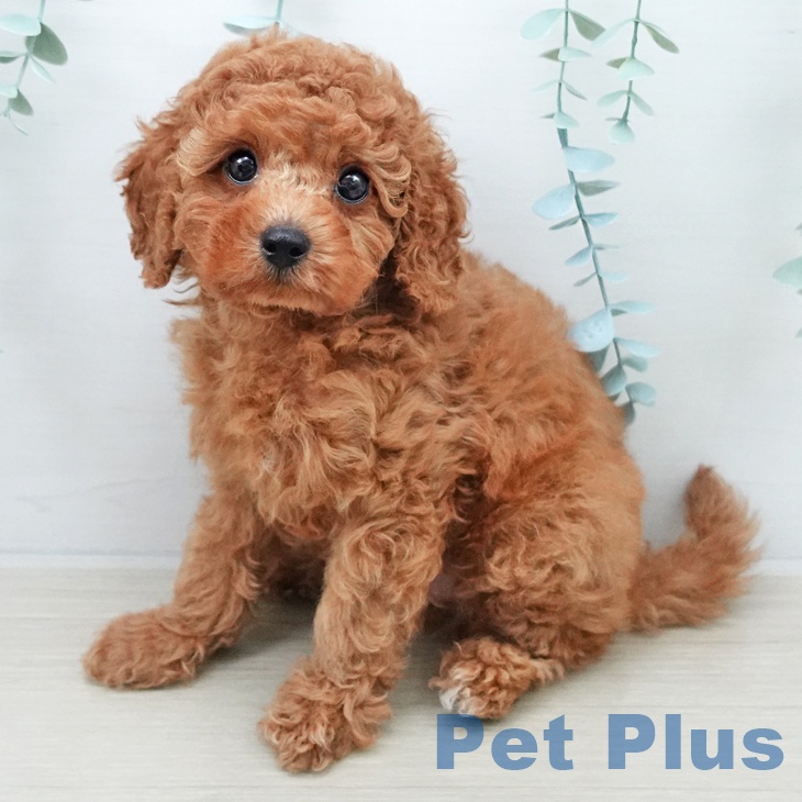 トイ・プードル