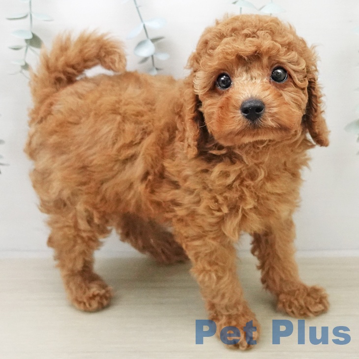 トイ・プードルの写真2