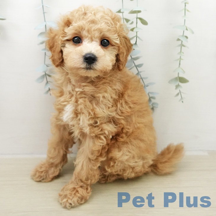 トイ・プードル