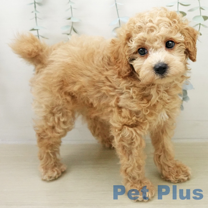 トイ・プードルの写真2