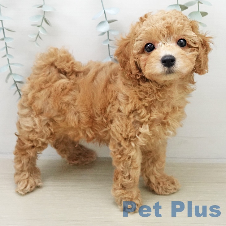 トイ・プードル