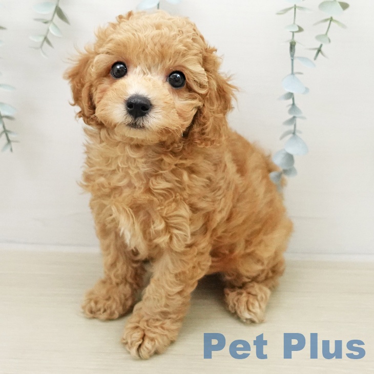 トイ・プードルの写真2