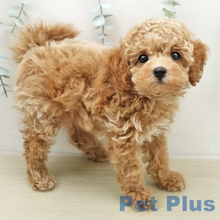 トイ・プードルの写真2