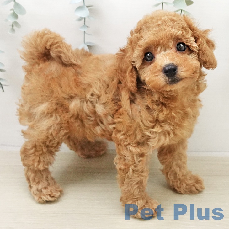 トイ・プードル