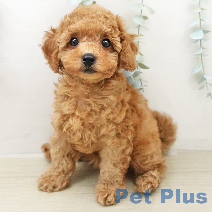 トイ・プードル