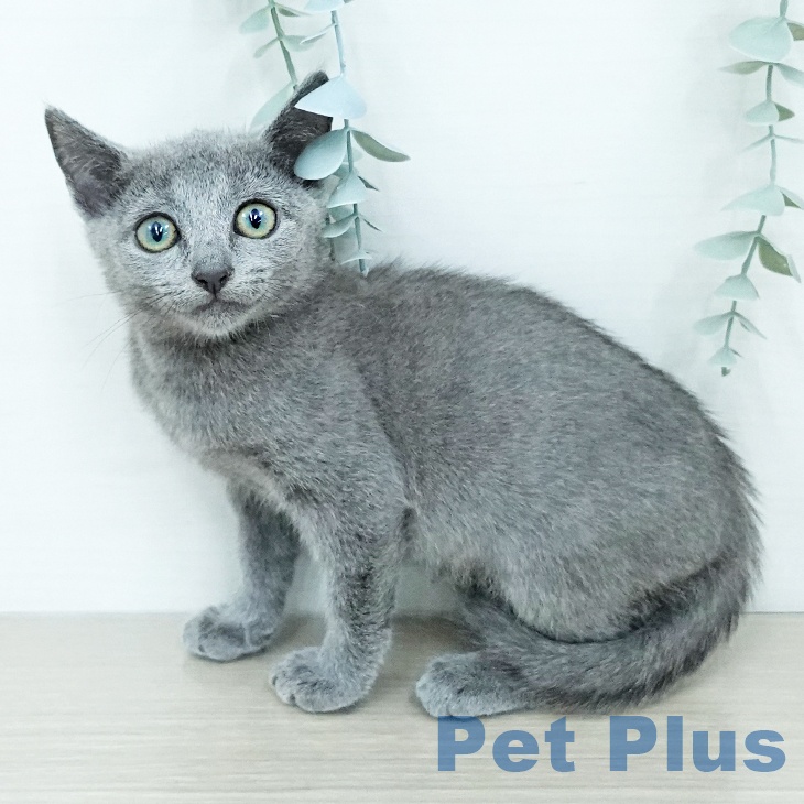 ロシアンブルーの写真2