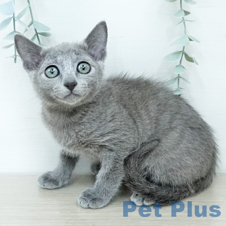 ロシアンブルー