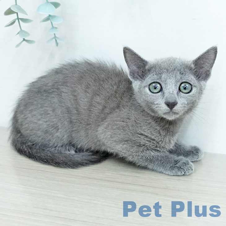 ロシアンブルーの写真2