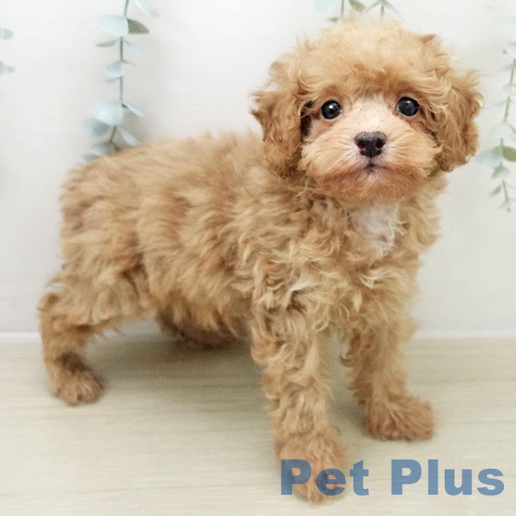 トイ・プードル