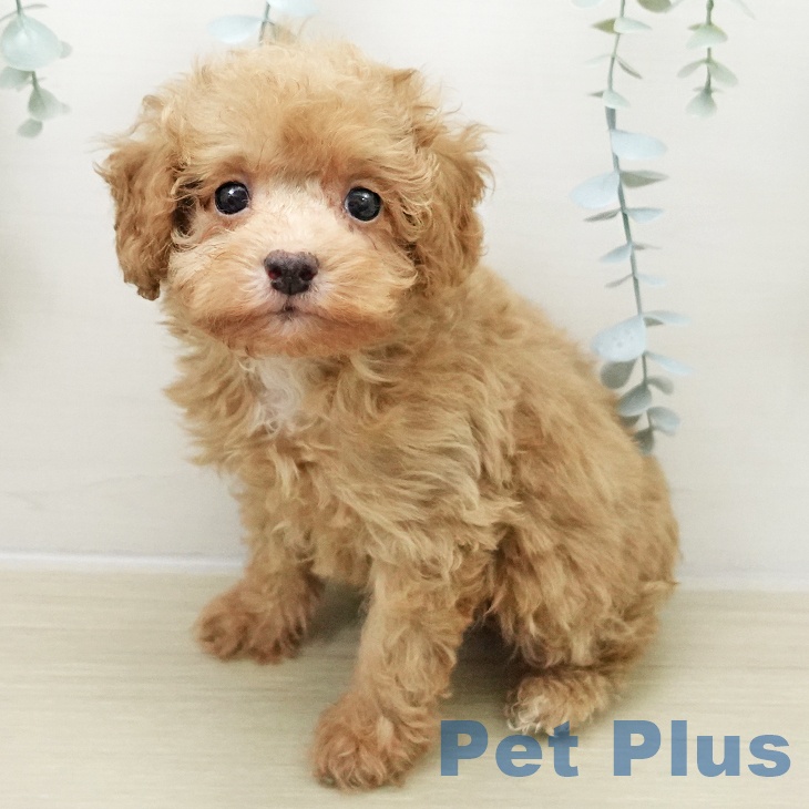 トイ・プードルの写真2