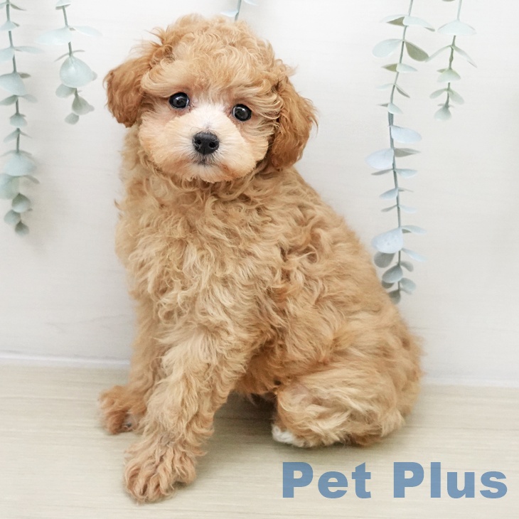 トイ・プードル