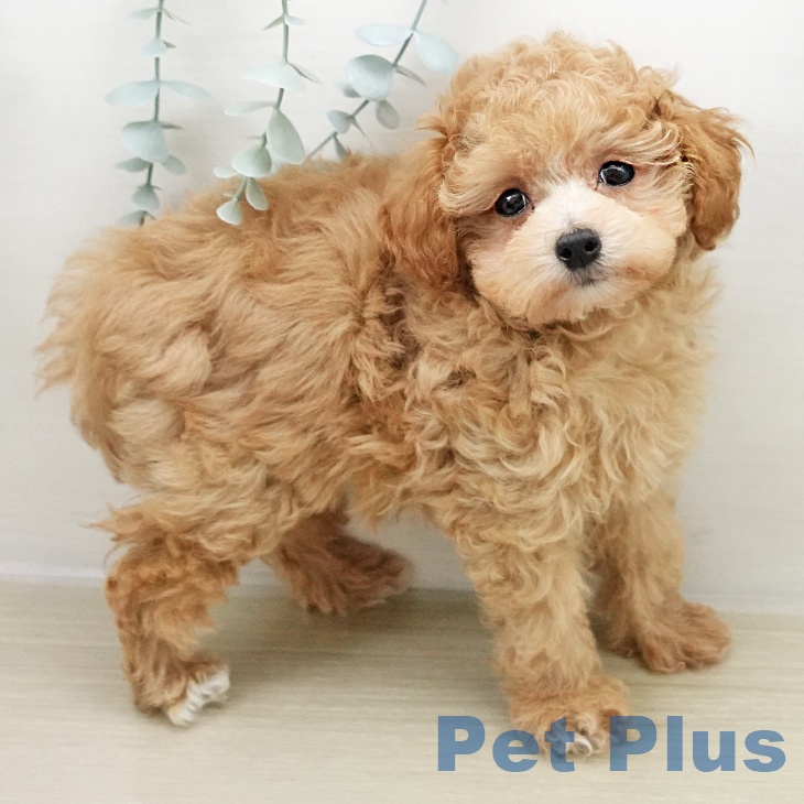 トイ・プードルの写真2