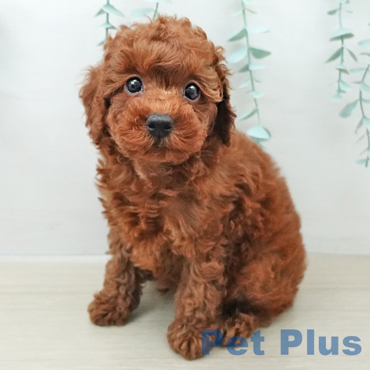 トイ・プードル