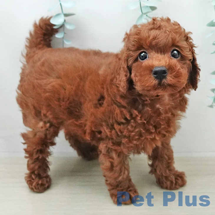 トイ・プードルの写真2