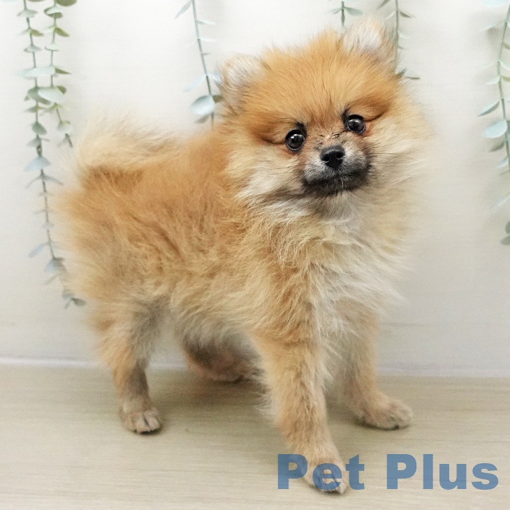 ポメラニアンの写真2